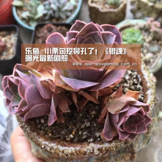 乐鱼-小栗旬挖鼻孔了!《银魂》曝光最新剧照(图2) 乐鱼